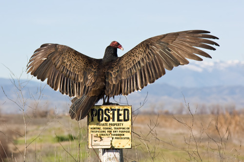 dezzoi:New World Vultures(Turkey Vulture) (Black Vulture)(California Condor)(Lesser Yellow Headed Vu