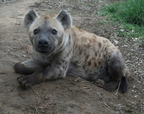 XXX murbellas-musings:  hyena-princess:Cute hyenas photo