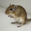 a-gerbil-named-dibbles