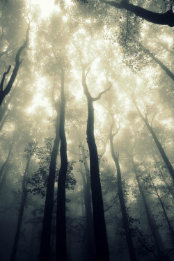 ilaurens:Foggy light... - By: (Maria Jaegera)