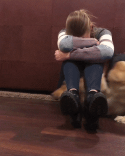doggos-with-jobs:A guide dog practicing cheering their human up