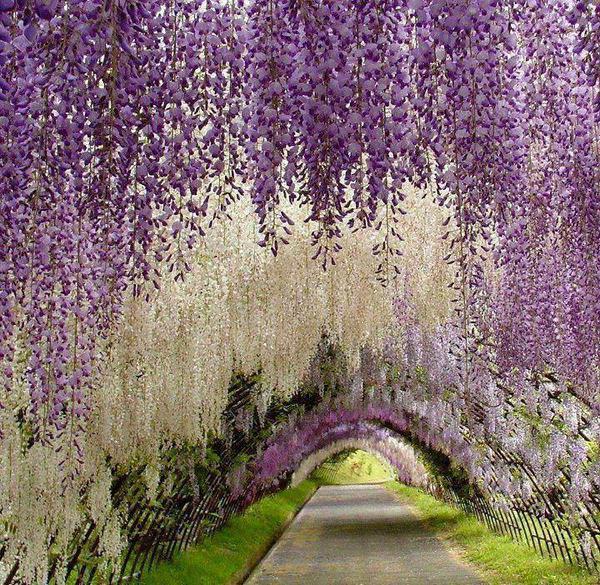 earthpics4udaily:
“ Kawachi Fuji Gardens - Japan  Click Here to Follow EARTH PICS for daily inspiration”