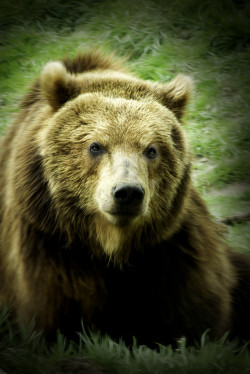 Bendhur    llbwwb:  (via 500px / Grizzly