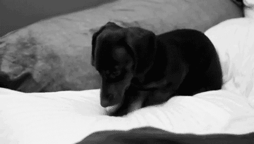 the-personal-quotes:  feeling sad? look at this baby animal blog!