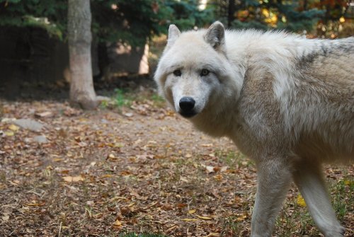 kittje:Photos I took of the gorgeous wolves at Turtle Back Zoo, West Orange, New Jersey