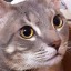 planetkittyy