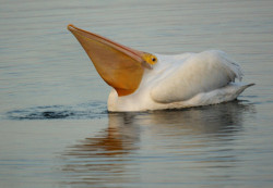 sft425:  mariopowertennis:  smeasel:  mariopowertennis:  Look at this beautiful boy  this looks like a traffic cone strapped to a swan  Blocked   @anaisalicious