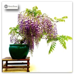 heronsbonsai:  Wisteria Bonsai Tree | Herons