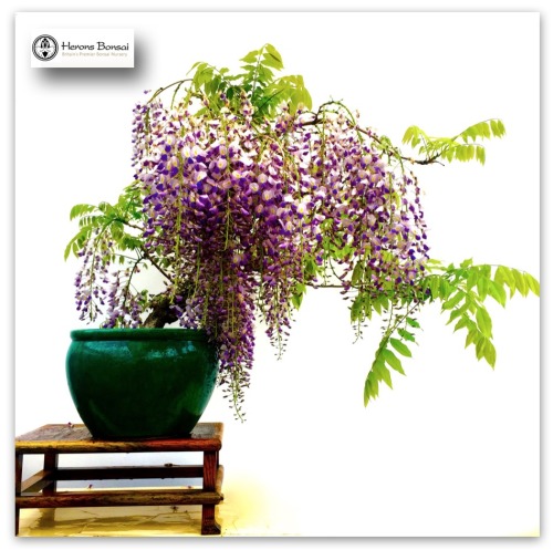 heronsbonsai:  Wisteria Bonsai Tree | Herons porn pictures