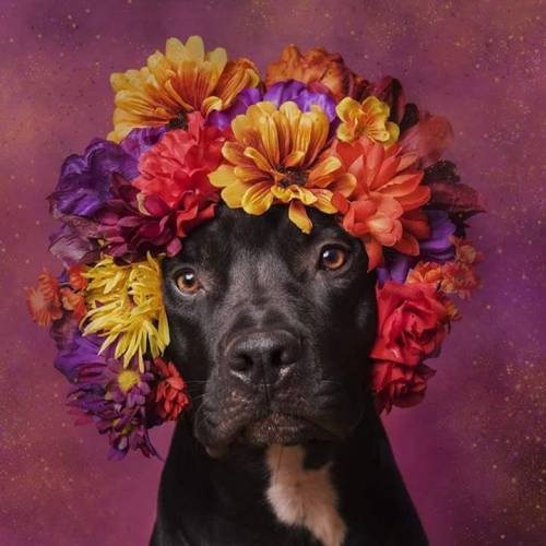basicblake:  ithelpstodream:  Flower Power: Pit Bulls of the Revolution  Who let these dogs in to th