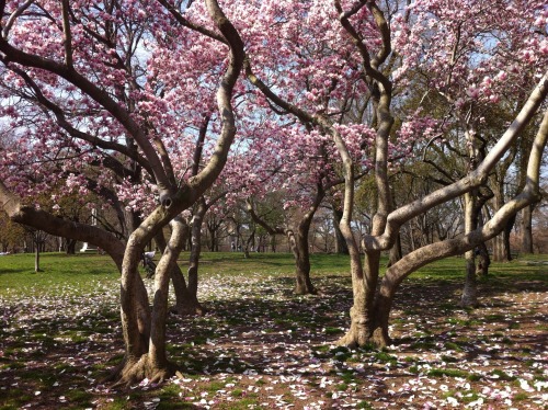 Magnolia trees have existed almost unchanged for 20 million years. In evolutionary terms they are ol