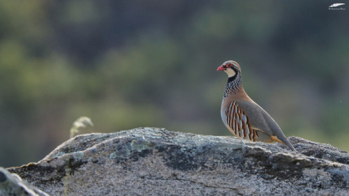 Red-legged Partridge - Perdiz-vermelha (Alectoris rufa)Figueira de Castelo Rodrigo (18/05/2022)[Niko