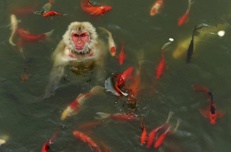 allcreatures:
“ “ A monkey plays in a pond surrounded by carp at a wildlife park in Hefei, Anhui province in China
”
Picture: REUTERS (via Pictures of the day: 17 July 2013 - Telegraph)
”