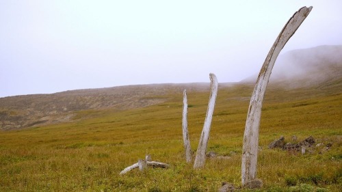 coolthingoftheday: Archaeologists believe that the Whale Bone Alley of   Yttygran Island, Siberia  was built as a shrine and sacred meeting place by the Inuit in the 14th century. At the time, there was a temporary Ice Age that resulted in a prolonged