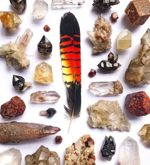 mineraliety: This shot by @crystals_of_australia of minerals surrounding a striking red-tailed black