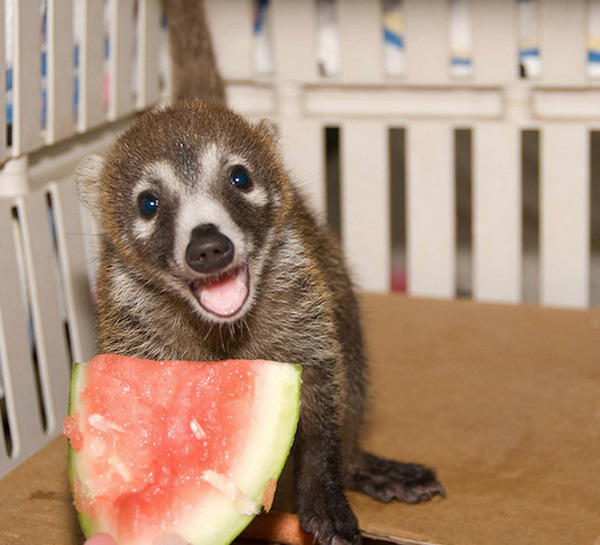 cute-baby-animals:  I think she won best smile