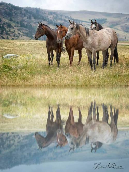 scarlettjane22:   “Still Water”Douglas, WY   Zina Balash Photography   