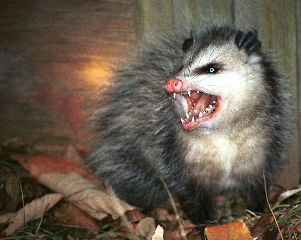 yeen-spirit: @duxwontobey impersonate me. i dare you.  Hey I’m Yeet-Spirit I can’t