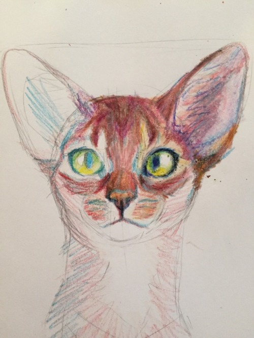 meow286: i drew this for a a step by step of how i draw w crayola crayons :3