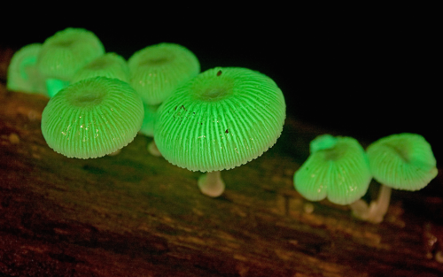 nubbsgalore:a mushroom rainbow to put the fun in fungi. cause they don’t need psilocybin to be magic