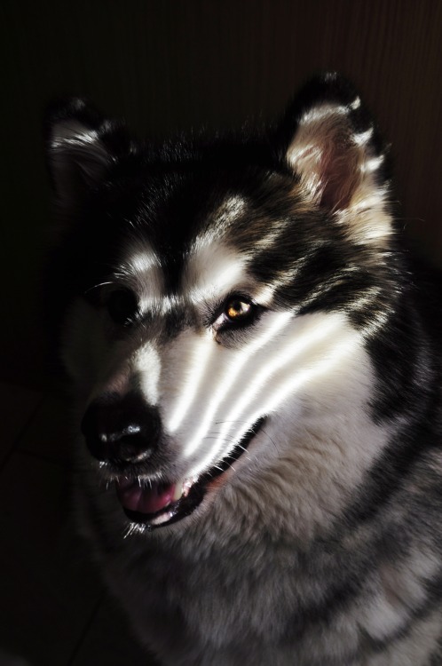I really liked the way the lighting was coming through the blinds and hitting Bear&rsquo;s face.