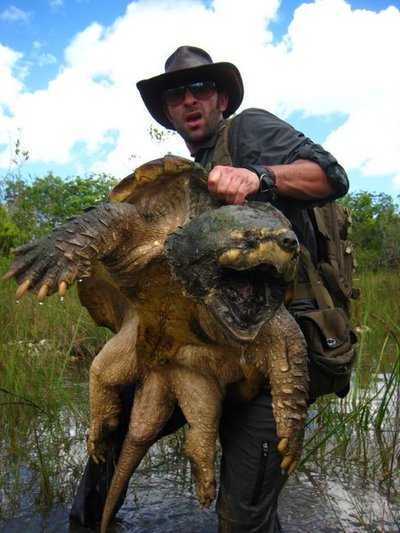 askredorblumedic:theishibutt:There’s a post about the alligator snapping turtle going around a
