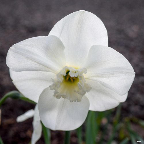 Spring in Oregon