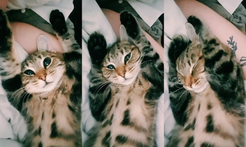 cutekittensarefun: We fished him out of a dustbin at a gas station. He’s basically a model. Wo