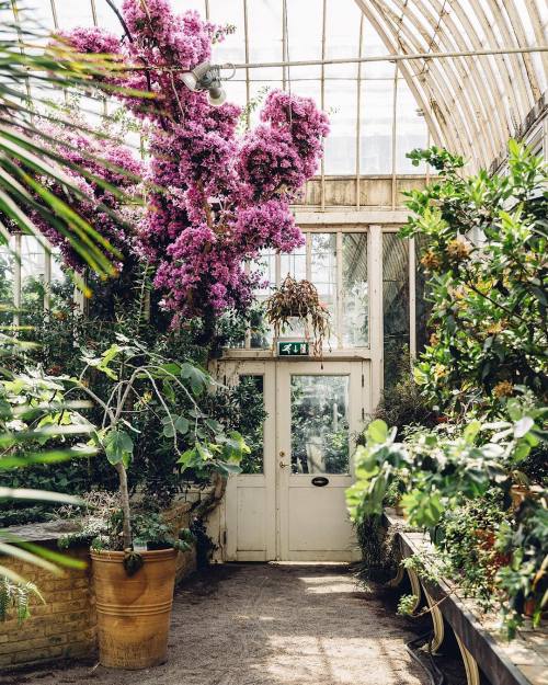 andantegrazioso:Botanical gardens (Gothenburg Palmhouse and Hortus Botanicus Amsterdam)thefuturekept