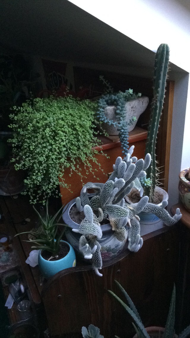 plantlette:  Everything grew so much!