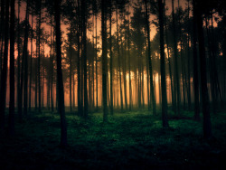 mr-dreamscape:  http://baxiaart.deviantart.com/art/Haunted-forest-489476689