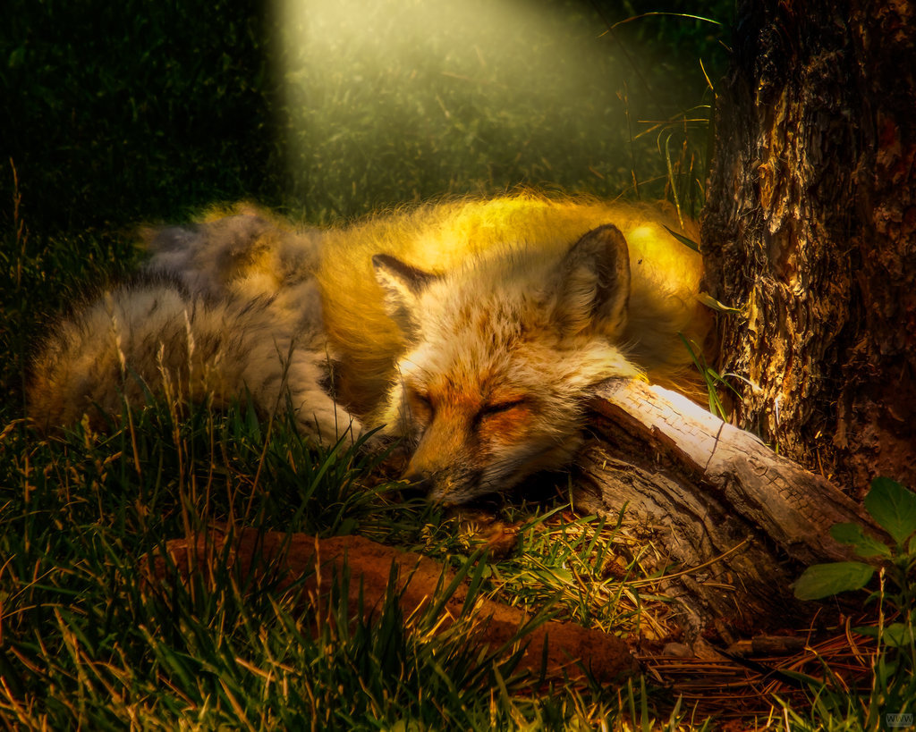spiritofthewoodlands:  Sleeping Fox by WulfyWulfyWulf  