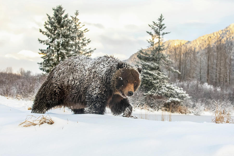 snailtongue:[ID: A grizzly bear walking through porn pictures