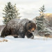 snailtongue:[ID: A grizzly bear walking through the snow. Snow blankets small trees