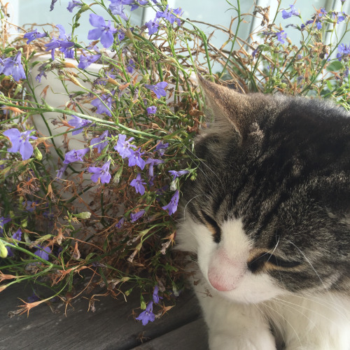 lunakiddo: meet lily aka the cutest cat i’ve ever met !