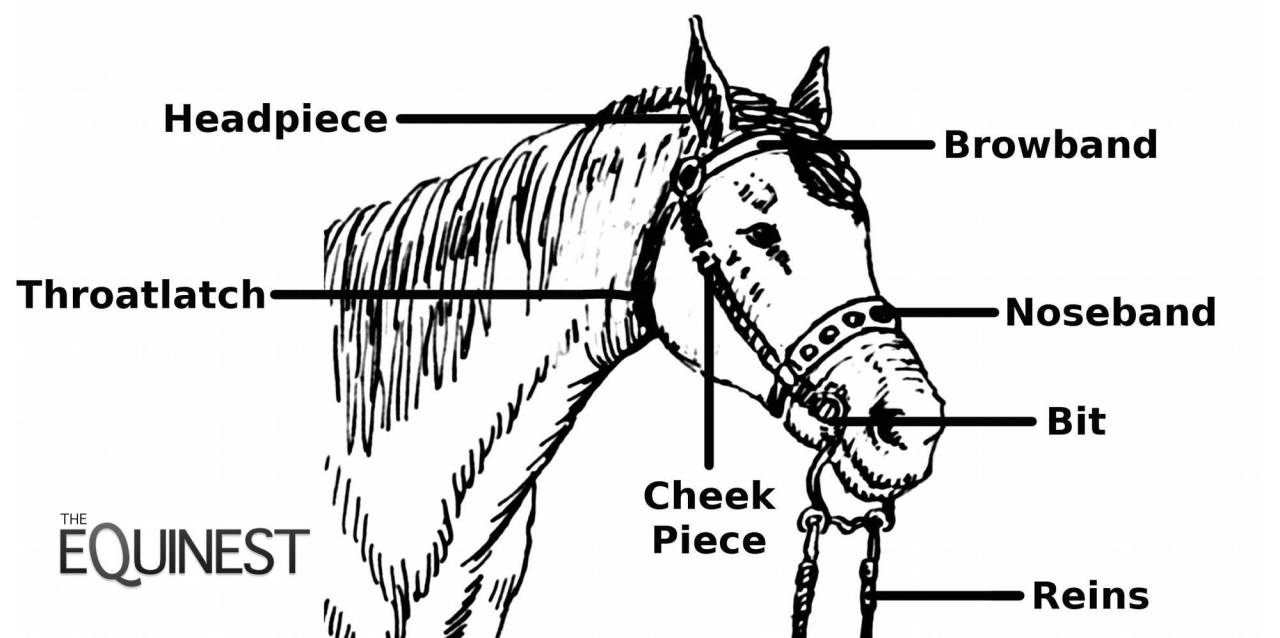 Horsemanship, Not Forcemanship.