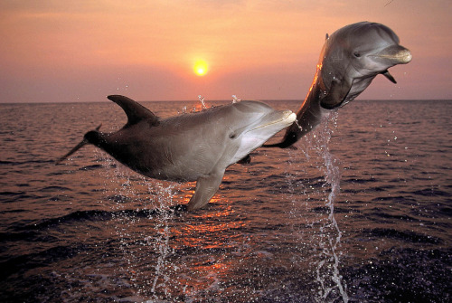 nubbsgalore:bottlenose dolphins photgraphed by (click pic) vitaly sokol, francois gohier, gerald lac