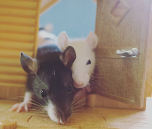 rachiesratirementhome: Happy #WorldRatDay Hoomies! You are so lucky to have us! Sorry you can’