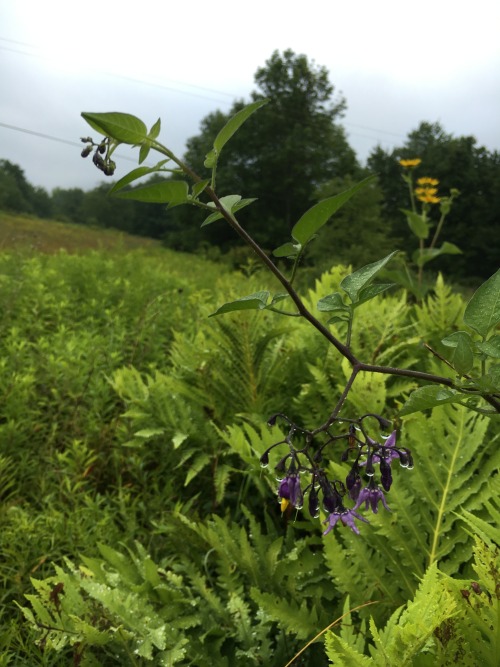 Bittersweet Nightshade