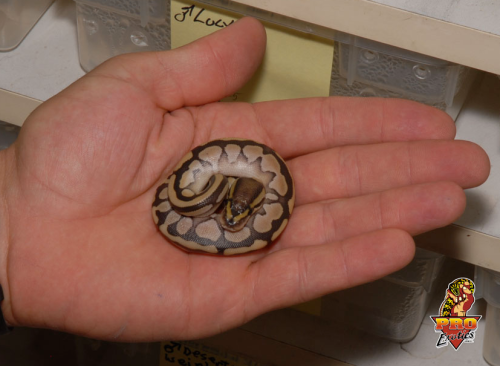 william-snekspeare:  livelyspaghetti:  :O!  :O!!!!!!! Please look At This 