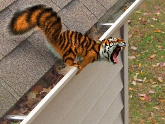 why-am-i-awake:  i-cant-decide-on-a-good-url:  omgbuglen:  Animals of a Parallel