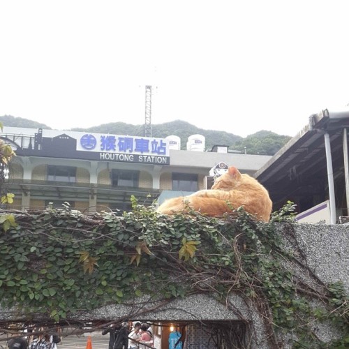 Houtong Village in Taiwan is famous for having lots of stray cats. (wiki)