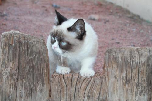 tardthegrumpycat:  The Daily Grump | January 2, 2013 