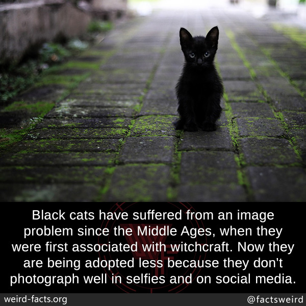 facts about black cats