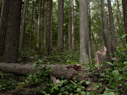 Quarry Rock Trail by Jakub Markiewicz on Flickr.