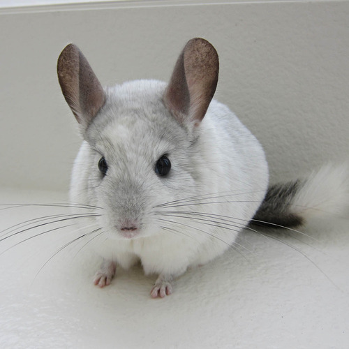On the waiting list for one of these beauties!  Mosaic Chinchilla!  Will be picking up in 