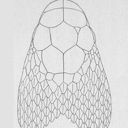 tupinambeast:Drawings illustrating the difference in headshape between the venomous Cottonmouth (agkistrodon piscivorus - left), and the non venomous Banded Water Snake (nerodia fasciata - right).Water snakes are commonly mistaken and, more often than