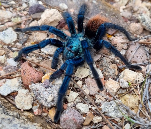 onenicebugperday:North American cobalt tarantula, Aphonopelma mooreae, Theraphosidae Found in Sonora