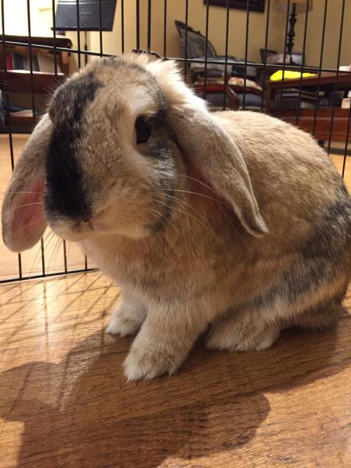 rabbitsoverload: My holland lop, Athena