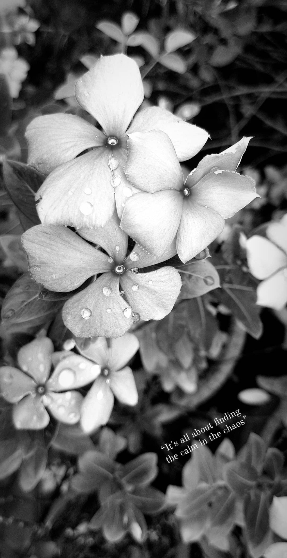 veerthephotographer - Vista Perfetta